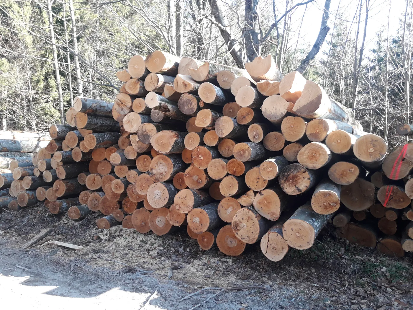 Rohholz für die Brennholzproduktion am Standort Muthmannshofen
