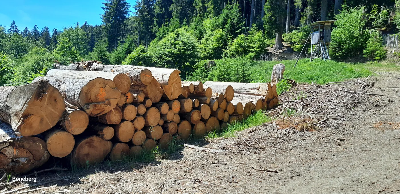 Fichtenstämme als Rohmaterial im Wald