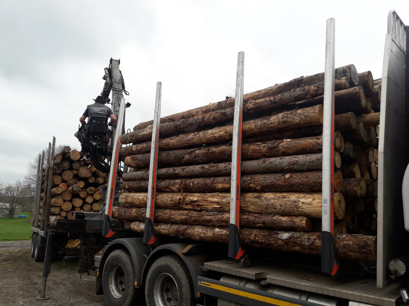 Weichholz als Rohmaterial auf dem Holztransporter